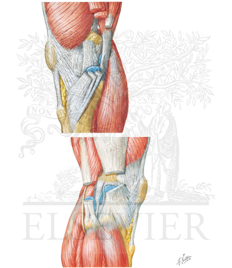 Knee: Lateral and Medial Views
