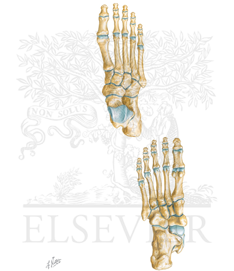 Bones of Foot
