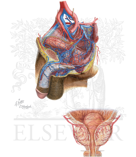 Blood Supply of Pelvis
