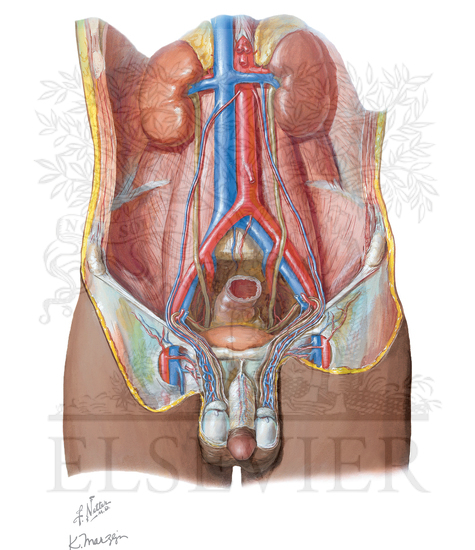 Watermarked preview of unlabeled image: Blood Supply of the Testis