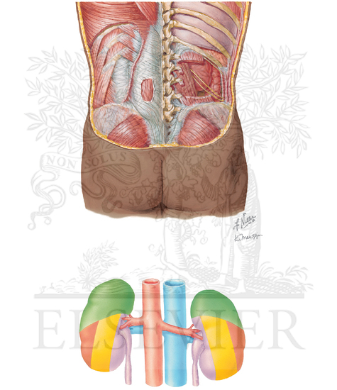 Position and Relations of Kidney: Posterior View