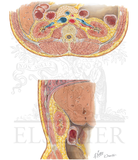 Renal Fascia