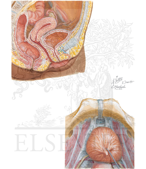 Position and Relations of Urinary Bladder: Female
