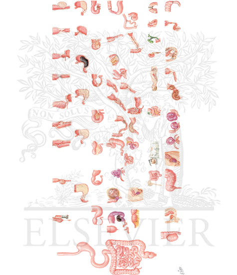 Watermarked preview of unlabeled image: Overview of Digestive Tract