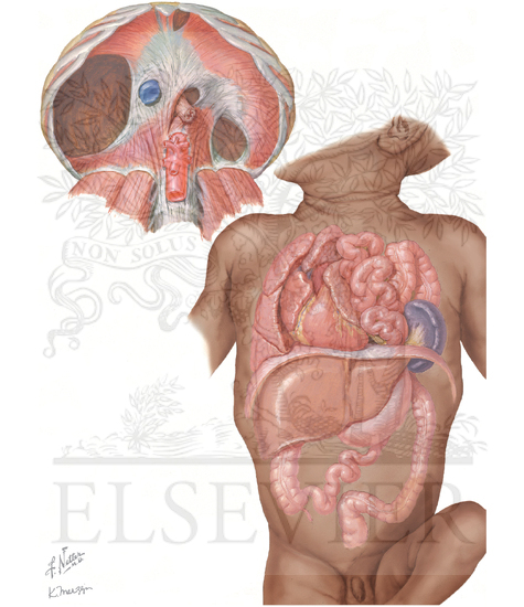 Sites of Diaphragmatic Hernias and Herniation of Abdominal Viscera