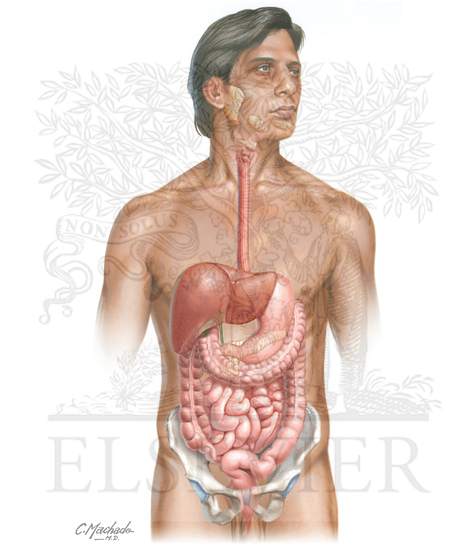 Overview of the Digestive System