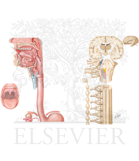 Watermarked preview of unlabeled image: Neuroregulation of Deglutition