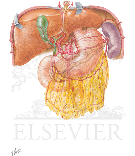 Watermarked preview of unlabeled image: Collateral Circulation of Upper Abdominal Organs