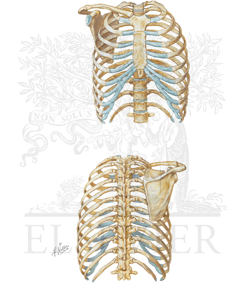 Bony Thorax