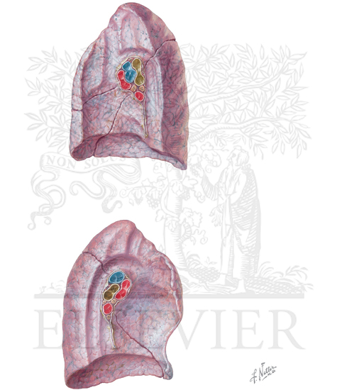 Medial Surface of the Lungs