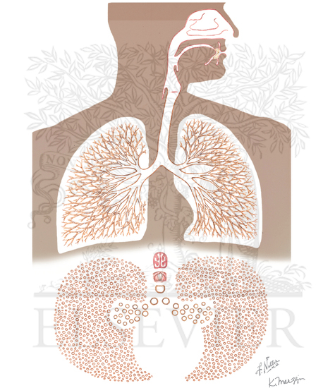 Watermarked preview of unlabeled image: Distribution of Airway Resistance