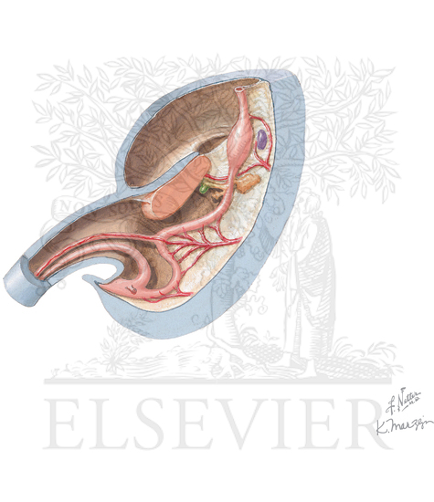 Foregut, Midgut, and Hindgut
