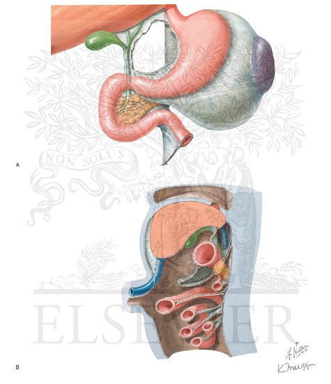 Lesser Peritoneal Sac