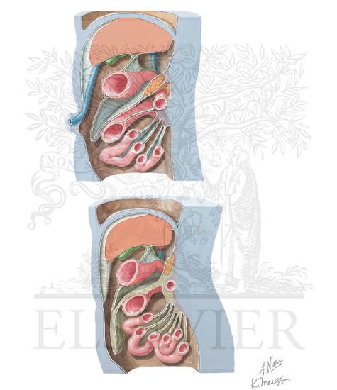 Introduction to the Retroperitoneal Concept