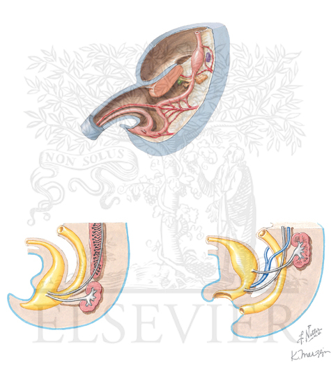 Watermarked preview of unlabeled image: Division of the Cloaca