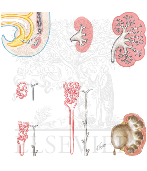 Development of the Metanephros