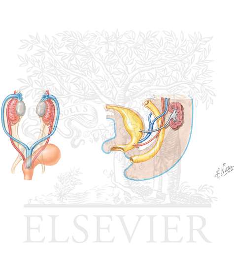 Summary of Urogenital Primordia and Derivatives