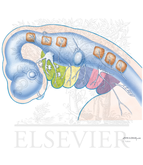 Parasympathetic Innervation and Unique Nerves