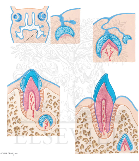 Tooth Structure and Development