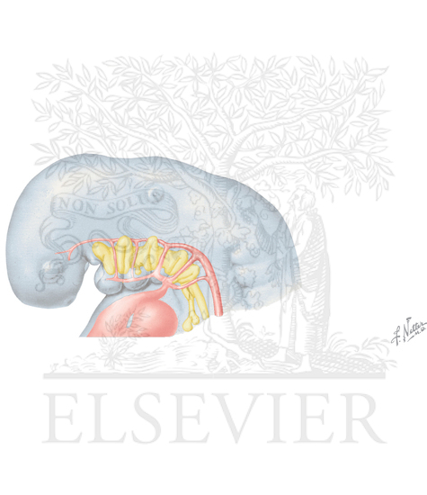Pharyngeal (Branchial) Arches
