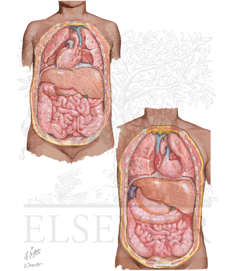 Watermarked preview of unlabeled image: Congenital Malpositions of
Liver
