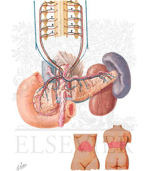 Watermarked preview of unlabeled image: Innervation of Pancreas