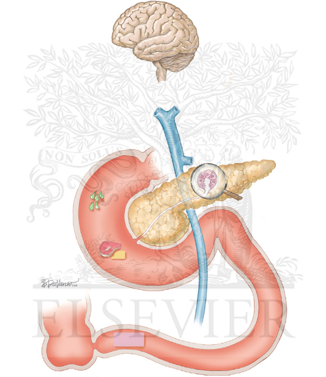 Watermarked preview of unlabeled image: Normal Secretion of the Pancreas