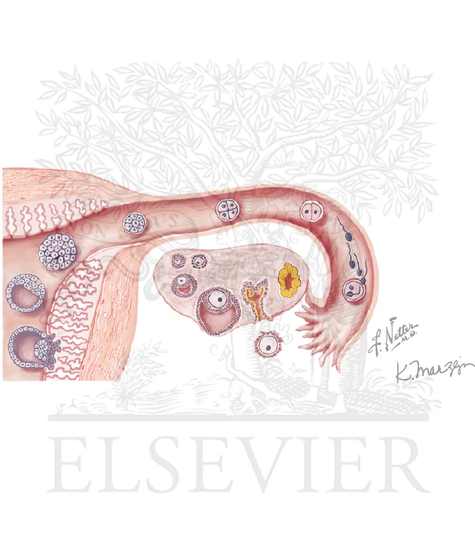 Watermarked preview of unlabeled image: Fertilization and Implantation