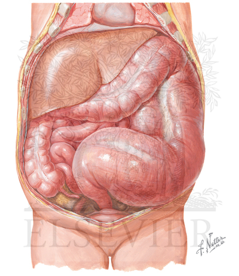Watermarked preview of unlabeled image: Smooth Muscle Disorders: Achalasia and Hirschsprung's Disease