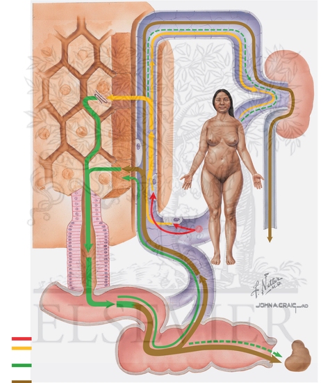 Watermarked preview of unlabeled image: Bilirubin and Jaundice