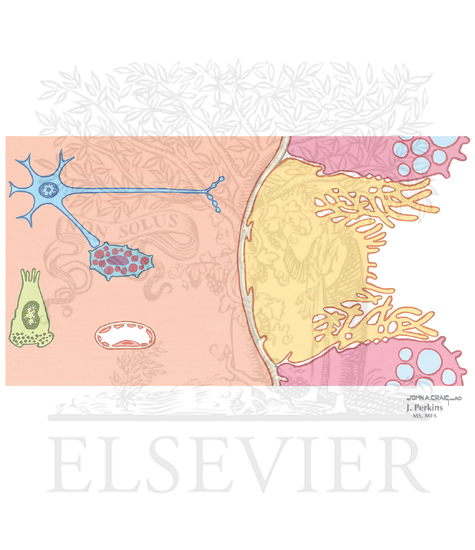 Watermarked preview of unlabeled image: Signal Transduction Mechanisms Regulating HCl Secretion