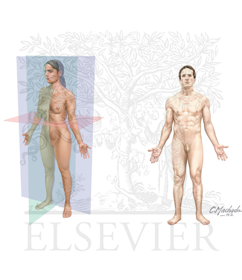 Watermarked preview of unlabeled image: Body planes and terms of anatomical relationship