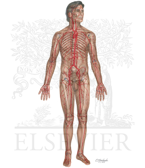 Watermarked preview of unlabeled image: Major arteries and pulse points