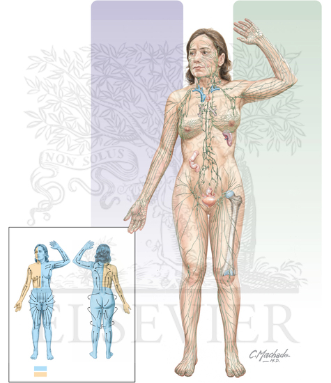 Watermarked preview of unlabeled image: Overview of lymphatic system