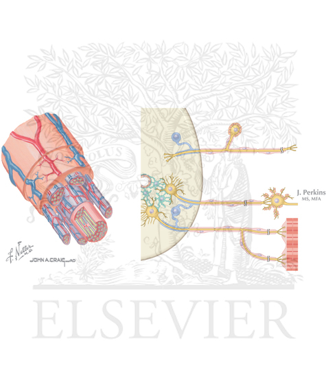 Watermarked preview of unlabeled image: Features of typical peripheral nerve