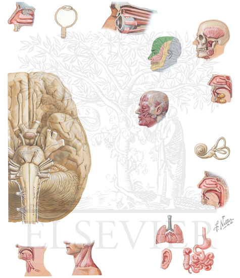 Watermarked preview of unlabeled image:  Overview of cranial nerves