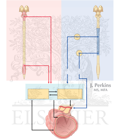 Watermarked preview of unlabeled image: Relationship of enteric nervous system to sympatheticand parasympathetic ANS divisions