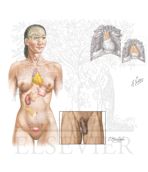 Watermarked preview of unlabeled image:  Major endocrine organs