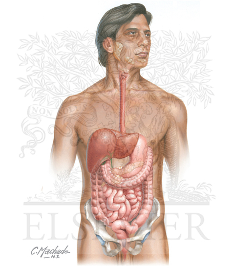 Watermarked preview of unlabeled image: Overview of gastrointestinal system