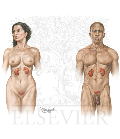 Watermarked preview of unlabeled image: Urinary system