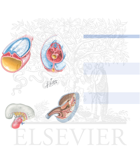 Watermarked preview of unlabeled image: Endodermal derivatives