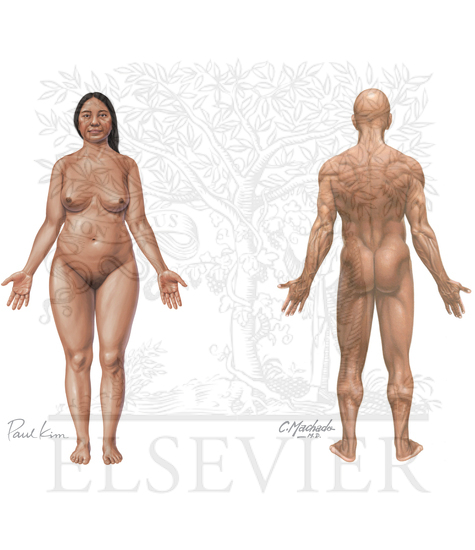 Watermarked preview of unlabeled image: Surface anatomy: regions