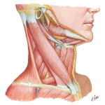 Illustration of Muscles of Neck: Lateral View from the Netter Collection
