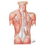 Illustration of Muscles of Back: Superficial Layers
Superficial Muscles: Posterior Neck and Back from the Netter Collection