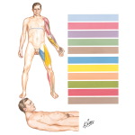 Illustration of Motor Impairment Related to Level of Spinal Cord Injury from the Netter Collection