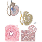 Testis, Epididymis and Vas Deferens