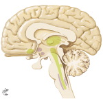 Sleep-Wakefulness Control