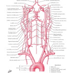 Illustration of Schema of Blood Supply to Brain
Arteries to Brain: Schema from the Netter Collection