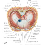Illustration of Diaphragm: Thoracic Surface from the Netter Collection