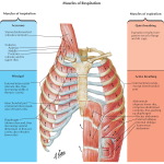 Illustration of Muscles of Inspiration - Muscles of Expiration
Muscles of Respiration
Respiratory Muscles from the Netter Collection